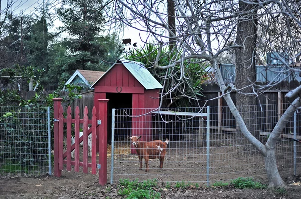 goat run in shed